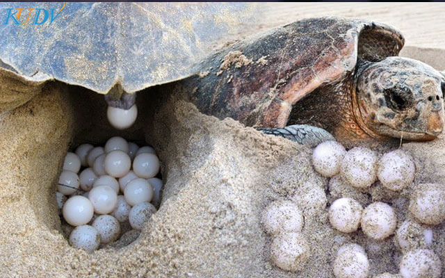 mơ thấy rùa đẻ trứng