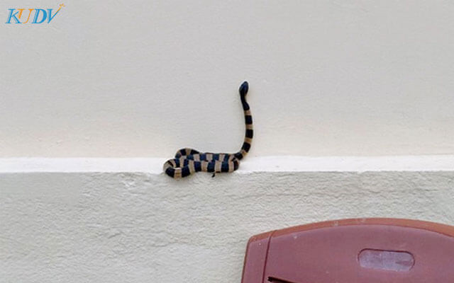 đánh con gì khi rắn độc vào nhà