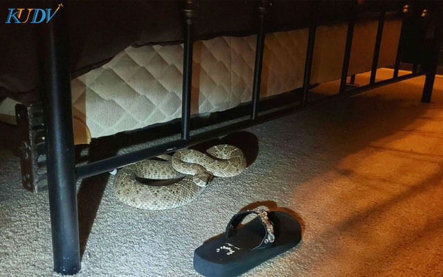 rắn mang điềm dữ vào nhà